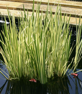 Acorus calamus 'Variegatus'